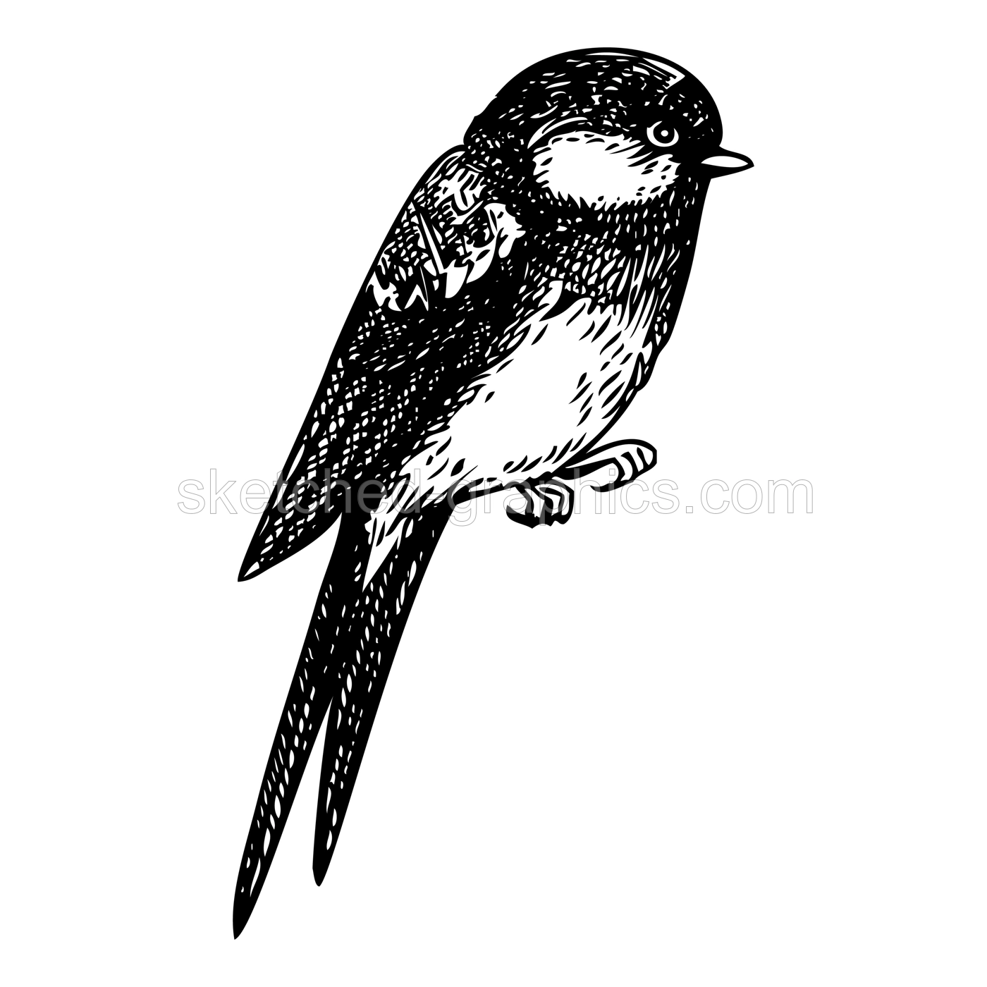 Decorative swallow bird sketch. Hand drawn vector illustration. Vintage swift bird. NOT AI generated Illustration